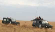 Land Rovers on safari